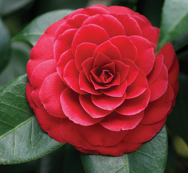 Camellia Reigns Queen Of The Winter Flowers Roanoke Valley Home Magazine